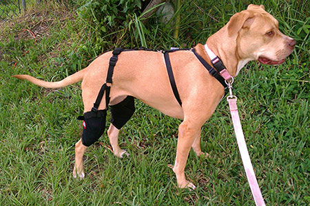 dog wearing muttknee brace