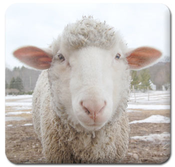 Ashton the Sheep Ashton the Sheep