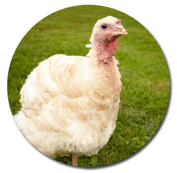 Beatrice the Turkey