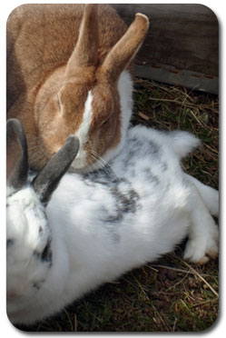 Daphne the Rabbit Daphne the Rabbit
