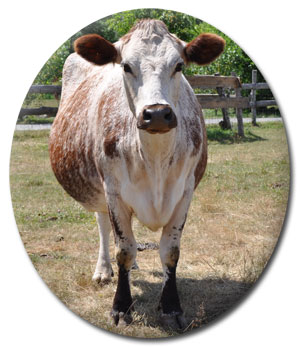 Maybelle the Cow