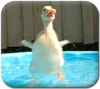 Quincy the Duck