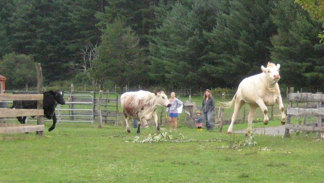 The Woodstock Farm Animal Sanctuary